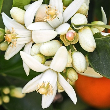 WHITE BLOSSOM body soap