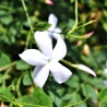 CHAMPAGNE JASMINE KOLEKCIA I.