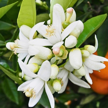 WHITE BLOSSOM KOLEKCIA II.