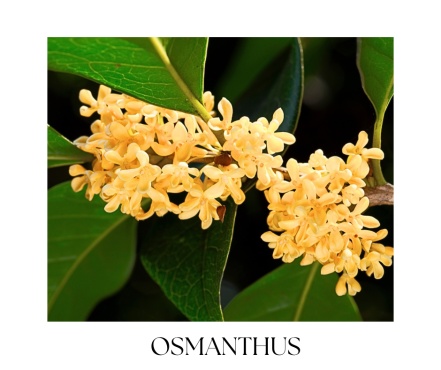 OSMANTHUS telový olej 100ml