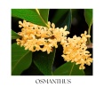 OSMANTHUS body oil 100ml