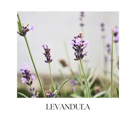 DARK LAVENDER body oil