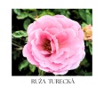 PERSIAN ROSE telový olej 100ml
