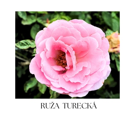 PERSIAN ROSE telový balzam 35ml