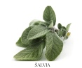 SAGE VERBENA telový balzam 30g