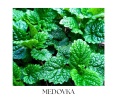 SAGE VERBENA telový balzam 30g