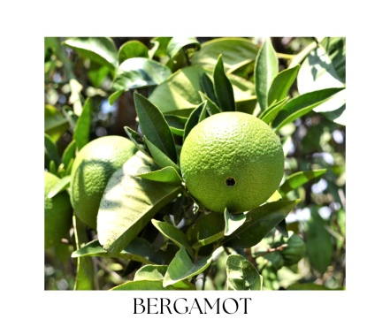 CEDRO body oil 100ml