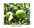 CEDRO body oil 100ml