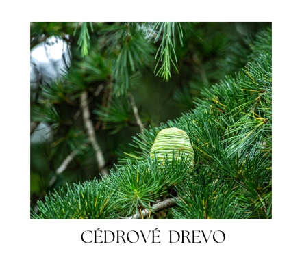 CEDRO body balm 100ml
