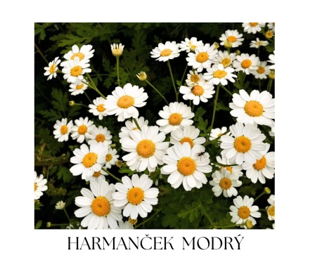 HERBAL & FOREST body balm 100ml