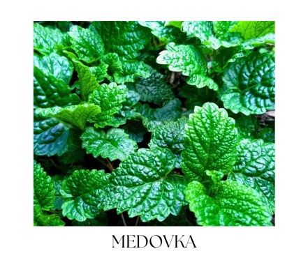 HERBAL & FOREST telový balzam 100ml