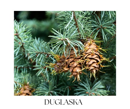 HERBAL & FOREST telový balzam 30g