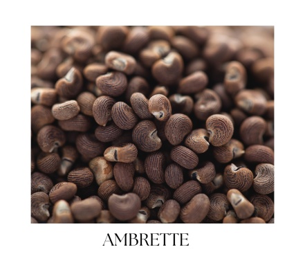 ROCOLATE pleťový a telový balzam 50ml