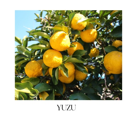 MAGNOLIA OUD telový balzam 50ml