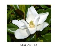 MAGNOLIA OUD body balm 50ml