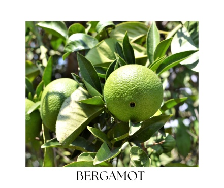 CEDRO body oil 100ml