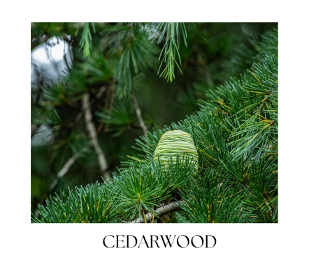 CEDRO telový olej 100ml