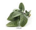 SAGE VERBENA telový olej 100ml