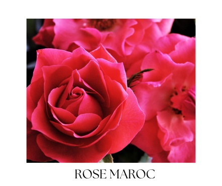 ROSA CEDRUS telový olej 100ml