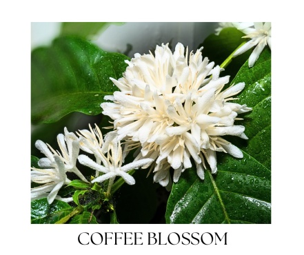 PRADO telový olej 100ml