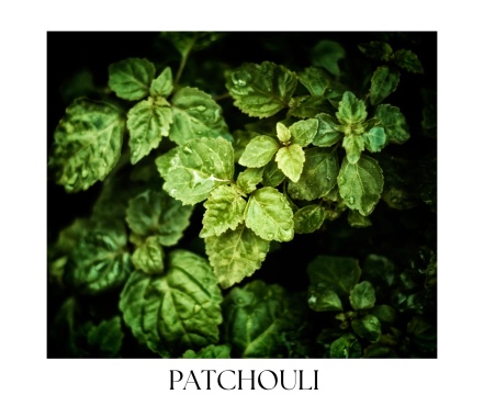 PARDO COLLECTION II.