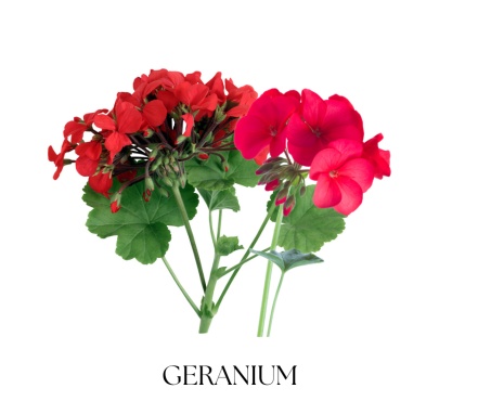 VILLAGE GARDEN telové mydlo 100g