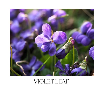 VILLAGE GARDEN body balm 30g