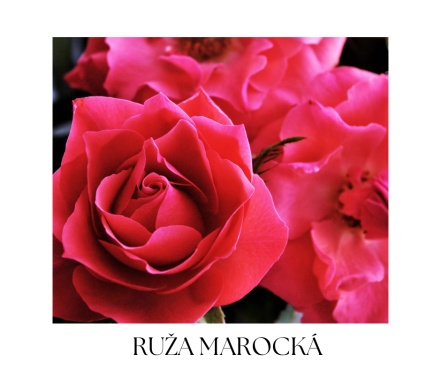 ROSA CEDRUS vianočná kolekcia