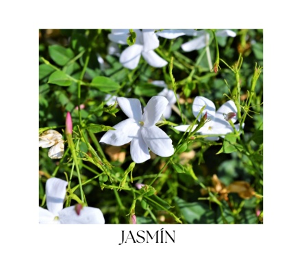 CHAMPAGNE JASMINE Christmas collection