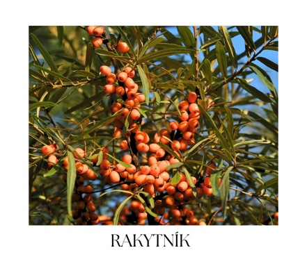 RIBES & CHERRY Christmas collection