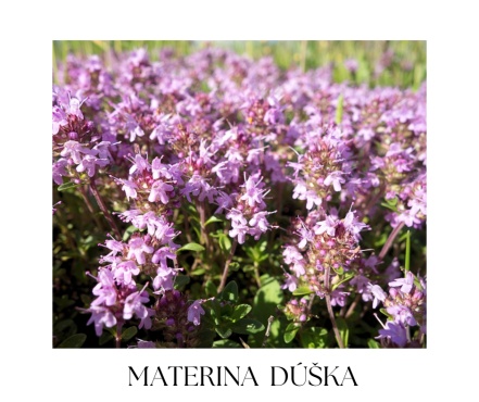 HERBAL & FOREST vianočná kolekcia