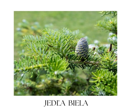HERBAL & FOREST vianočná kolekcia