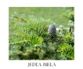 HERBAL & FOREST Christmas collection