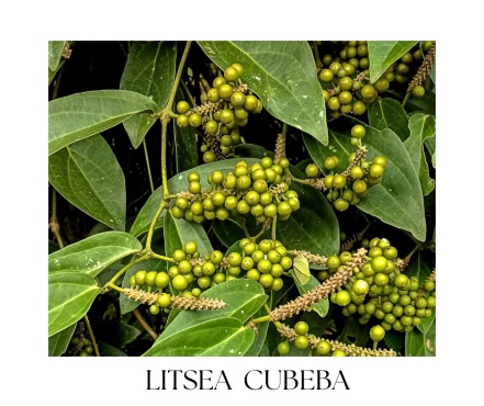 HERBAL & FOREST Christmas collection